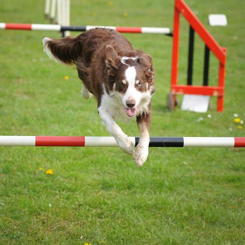 Dog Agility Photos