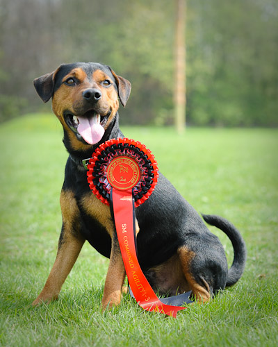 Dog Portrait Photo