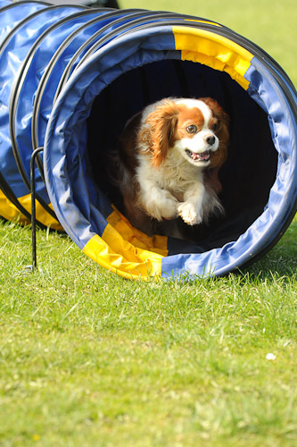 Dog Agility Photos