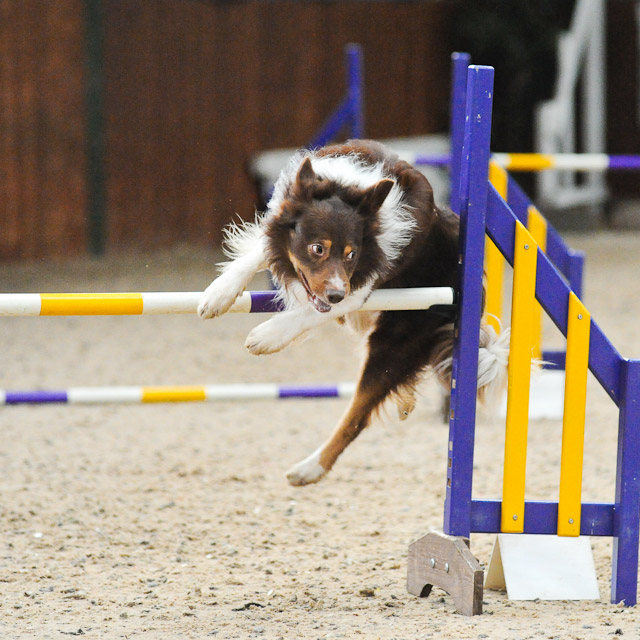 Dogagility Event Photos