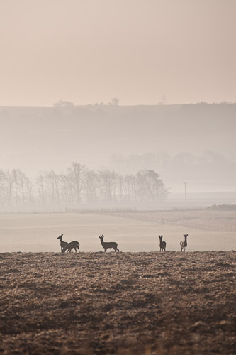 Deer at Dawn, Fife