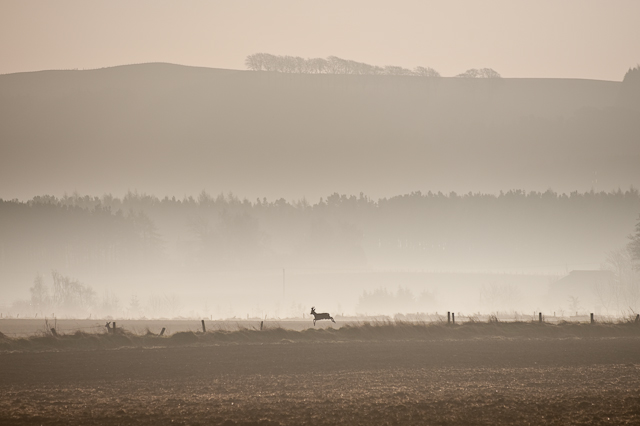 Deer Leaping at Dawn, Fife