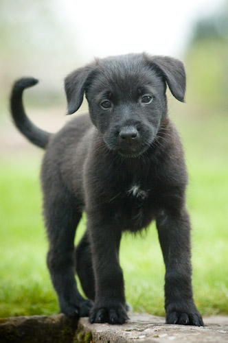 Puppy Portrait Photographs