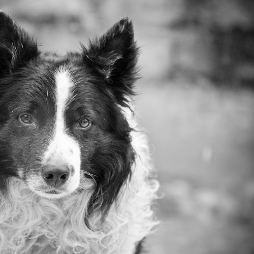 Border Collie Dog Portait