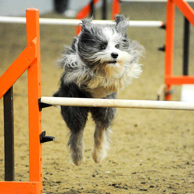 Dogagility Event Photographs