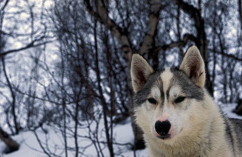 Lone husky, Lappland