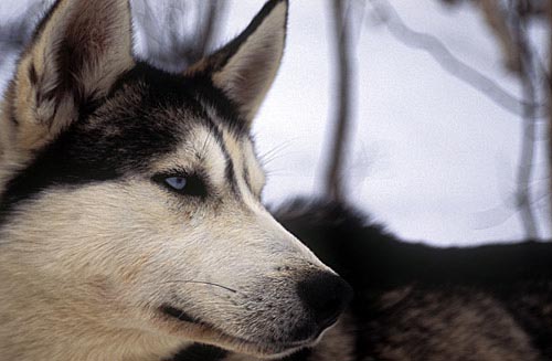 Husky, Lappland