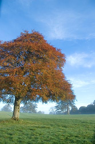 Lone tree in Autumn