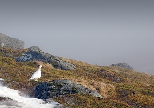 Ptarmigan in winter plumage