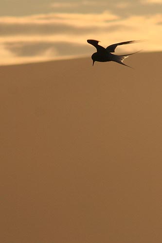 Arctic tern in flight
