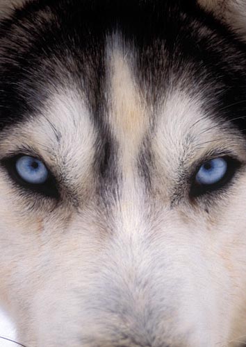 Husky eyes