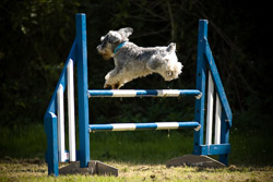 Dogagility Photography