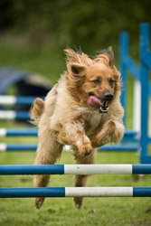 Dogagility Photography